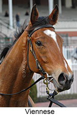 Viennese (14772 bytes)