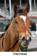 Viennese (14772 bytes)