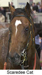 r2scaredeecat3.jpg (11211 bytes)