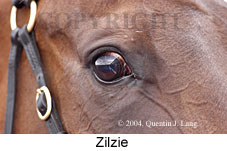 Zilzie (11355 bytes)