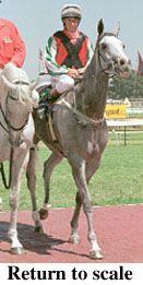 r4rtosc.jpg (19417 bytes)