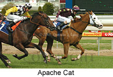 Apache Cat (14772 bytes)
