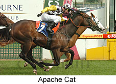 Apache Cat (14772 bytes)