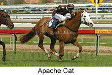 Apache Cat (14772 bytes)