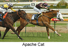 Apache Cat (14772 bytes)