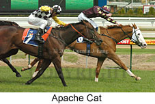 Apache Cat (14772 bytes)