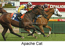 Apache Cat (14772 bytes)