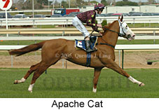 Apache Cat (14772 bytes)