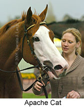 Apache Cat (14772 bytes)