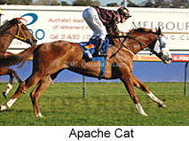 Apache Cat (14772 bytes)