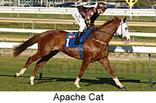 Apache Cat (14772 bytes)