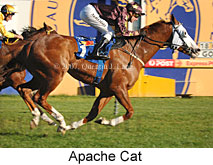 Apache Cat (14772 bytes)
