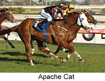 Apache Cat (14772 bytes)