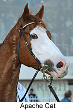 Apache Cat (17571 bytes)