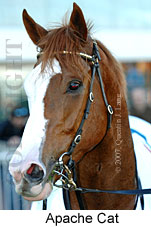 Apache Cat (14772 bytes)