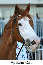 Apache Cat (14772 bytes)