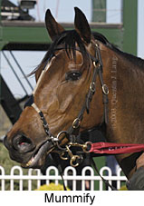 Mummify (14013 bytes)