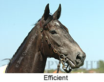 Efficient (16564 bytes)