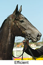 Efficient (16564 bytes)