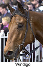 r7windigo2.jpg (12468 bytes)