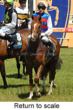 Return to scale (16492 bytes)