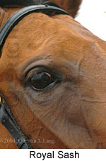 Royal Sash (10784 bytes)