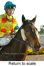 Return to scale (16492 bytes)