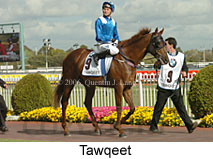 Tawqeet (16193 bytes)