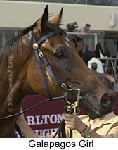 Galapagos Girl (12998 bytes)