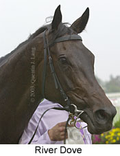 River Dove (9941 bytes)