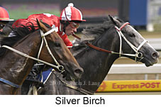 Silver Birch (13806 bytes)