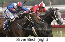 Silver Birch (14677 bytes)