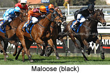 Maloose (14772 bytes)