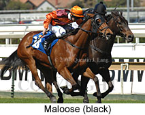 Maloose (14772 bytes)