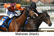 Maloose (14772 bytes)