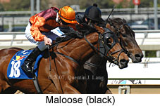 Maloose (14772 bytes)