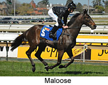 Maloose (14772 bytes)