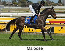 Maloose (14772 bytes)