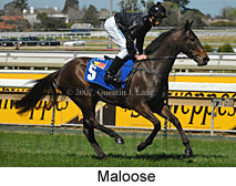 Maloose (14772 bytes)