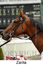 Zarita (14872 bytes)