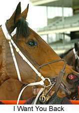 I Want You Back (14772 bytes)