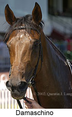 r5damaschino3.jpg (11051 bytes)