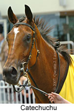 Catechuchu (14872 bytes)