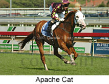Apache Cat (14872 bytes)
