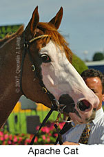 Apache Cat (14872 bytes)