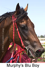 Murphy's Blu Boy (13083 bytes)