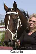 Gazania (11945 bytes)