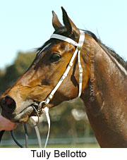 Tully Bellotto (14772 bytes)
