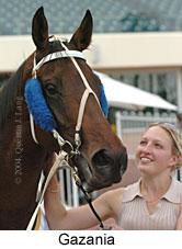 Gazania (12829 bytes)