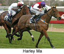 Harley Ma (16034 bytes)